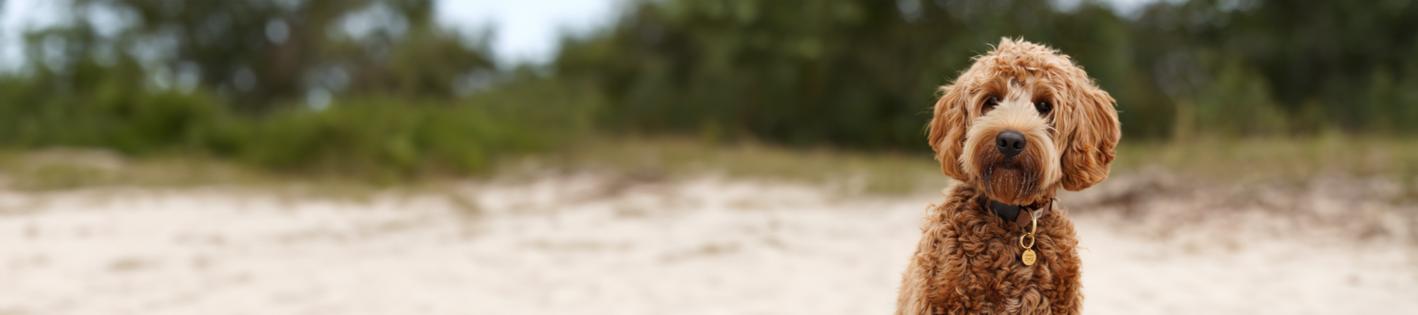 Gepersonaliseerde honden penning